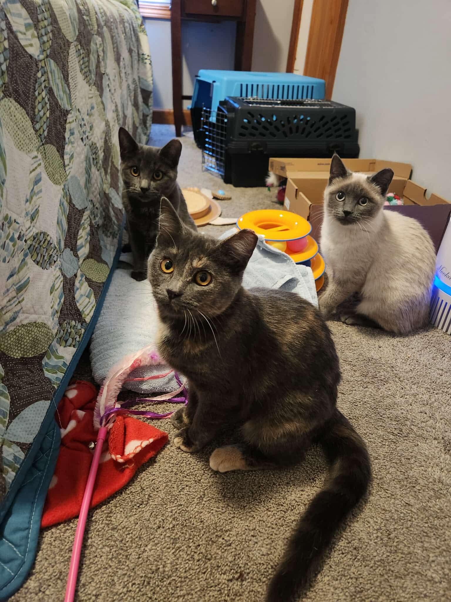 Enlarge Aviva, a ADOPTABLE mixed breed in Chicago, IL image 2/3