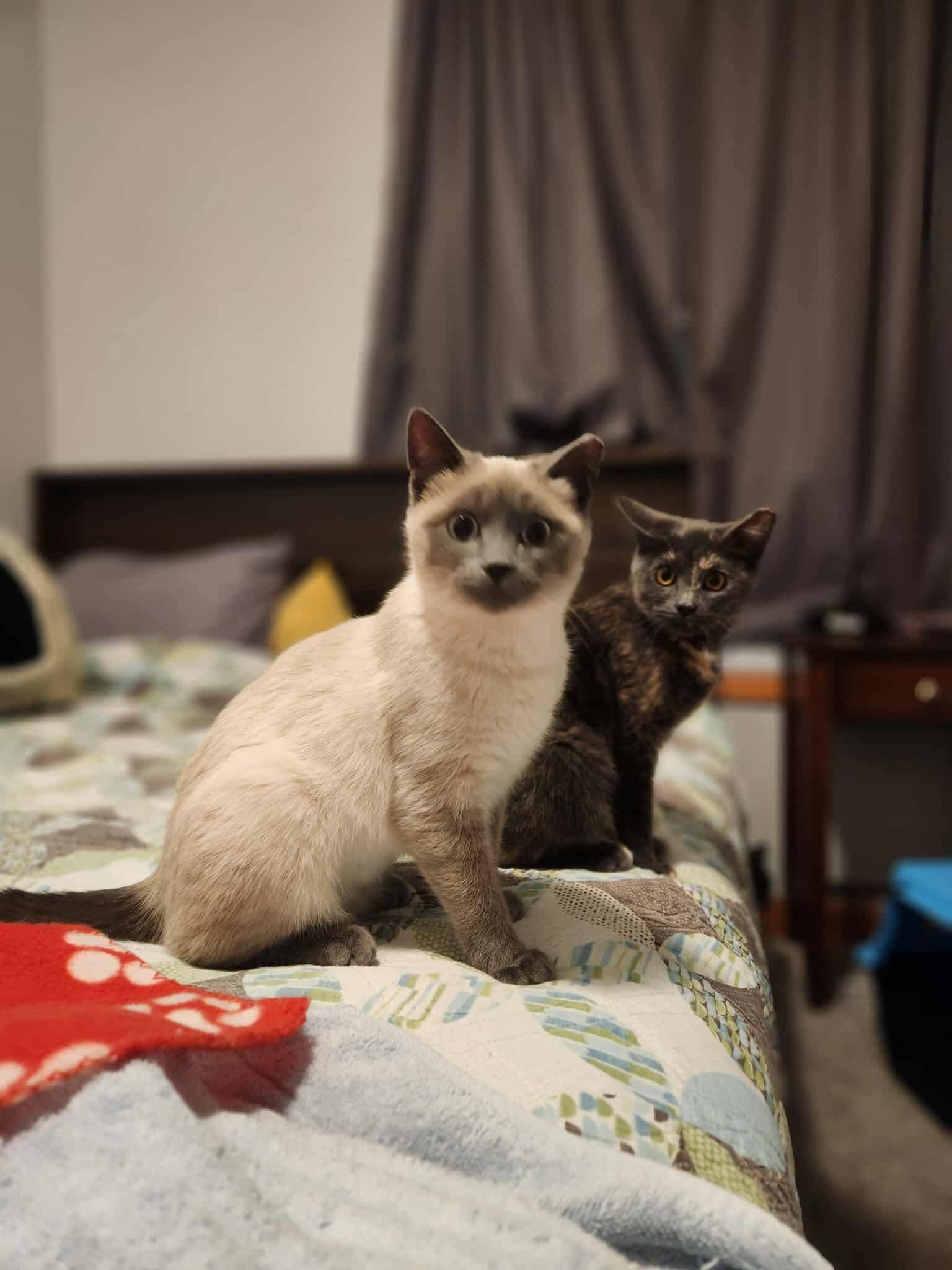 Enlarge Aviva, a ADOPTABLE mixed breed in Chicago, IL image 3/3