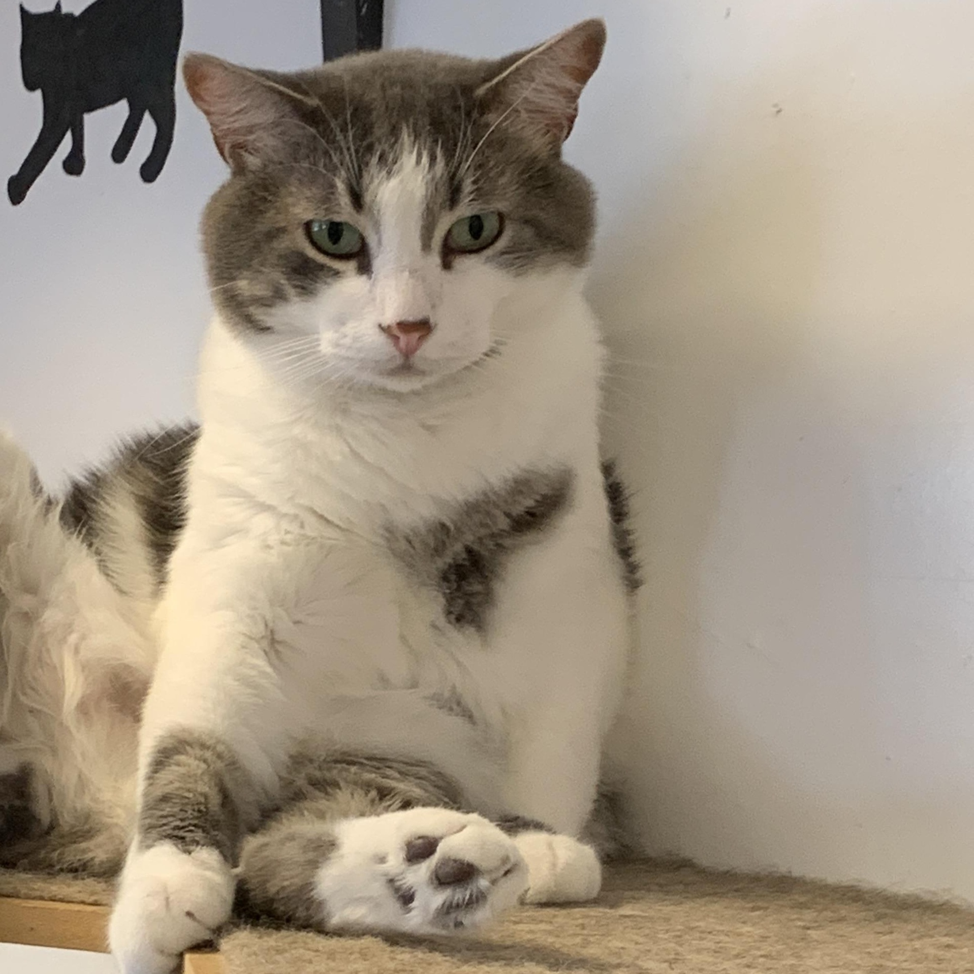 Handsome, a ADOPTABLE Domestic Short Hair in Saint Charles, MO image 3/3
