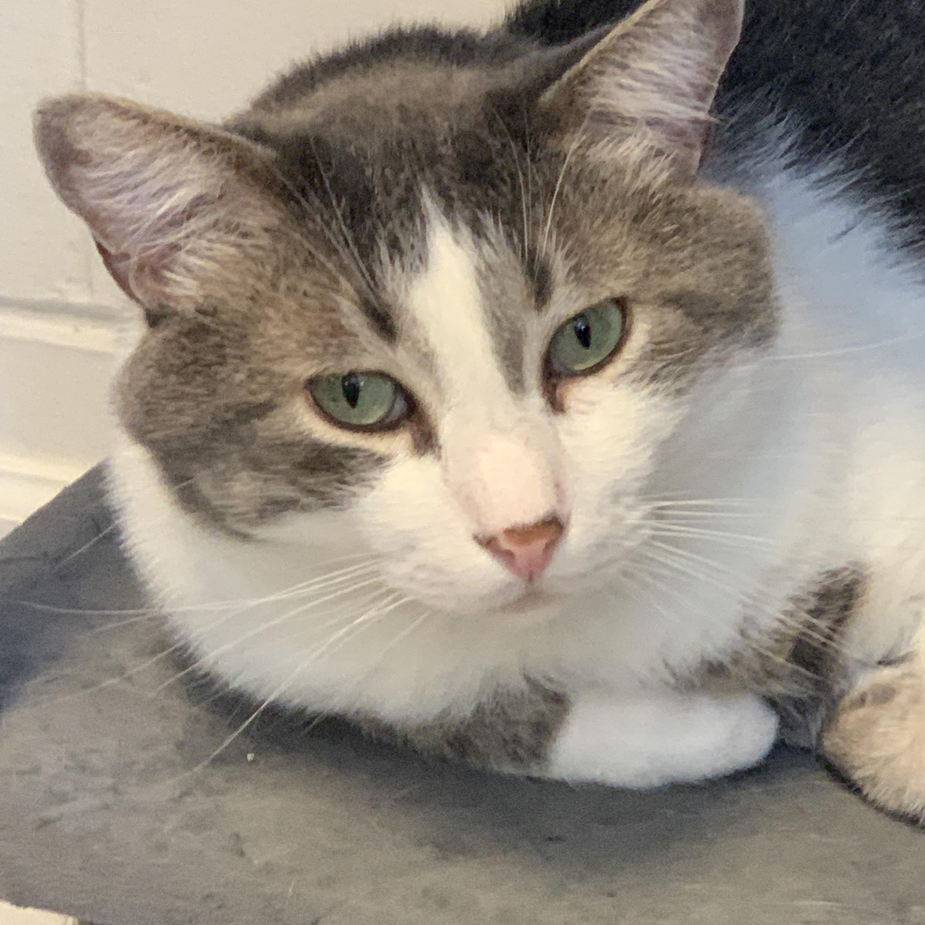 Handsome, a ADOPTABLE Domestic Short Hair in Saint Charles, MO image 1/3