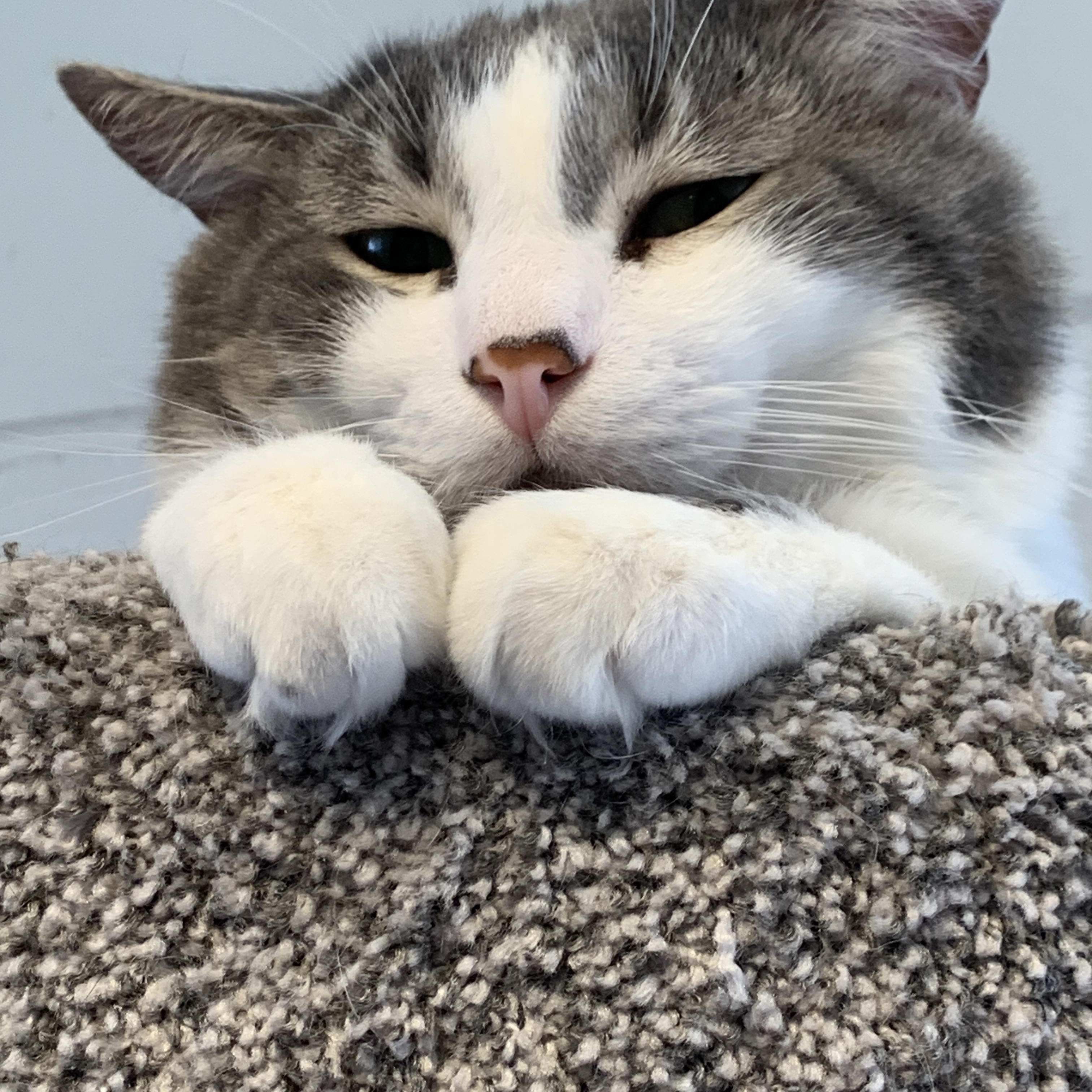 Handsome, a ADOPTABLE Domestic Short Hair in Saint Charles, MO image 2/3