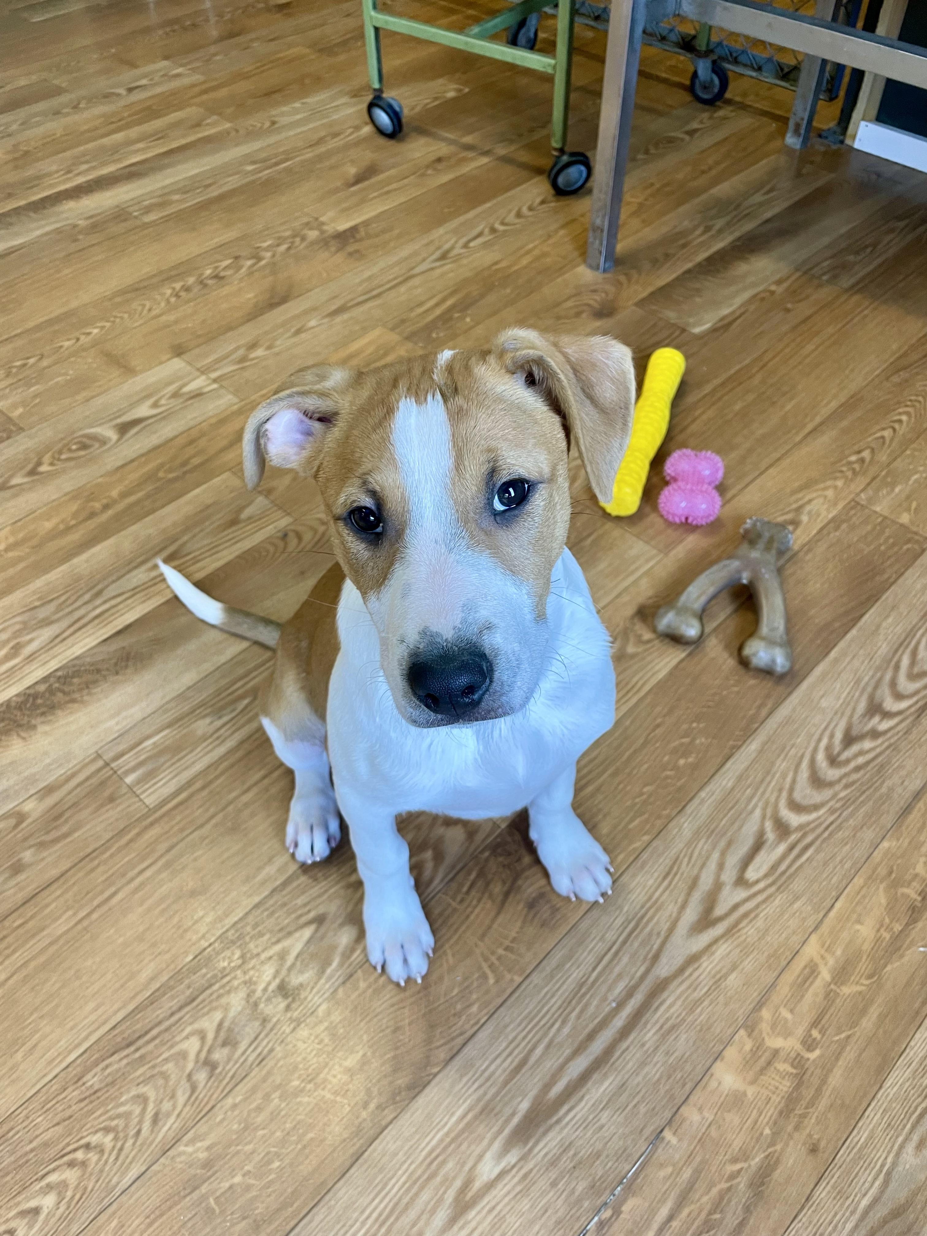 Maggie , ADOPTABLE, Young Female Rough Collie & Pit Bull Terrier.