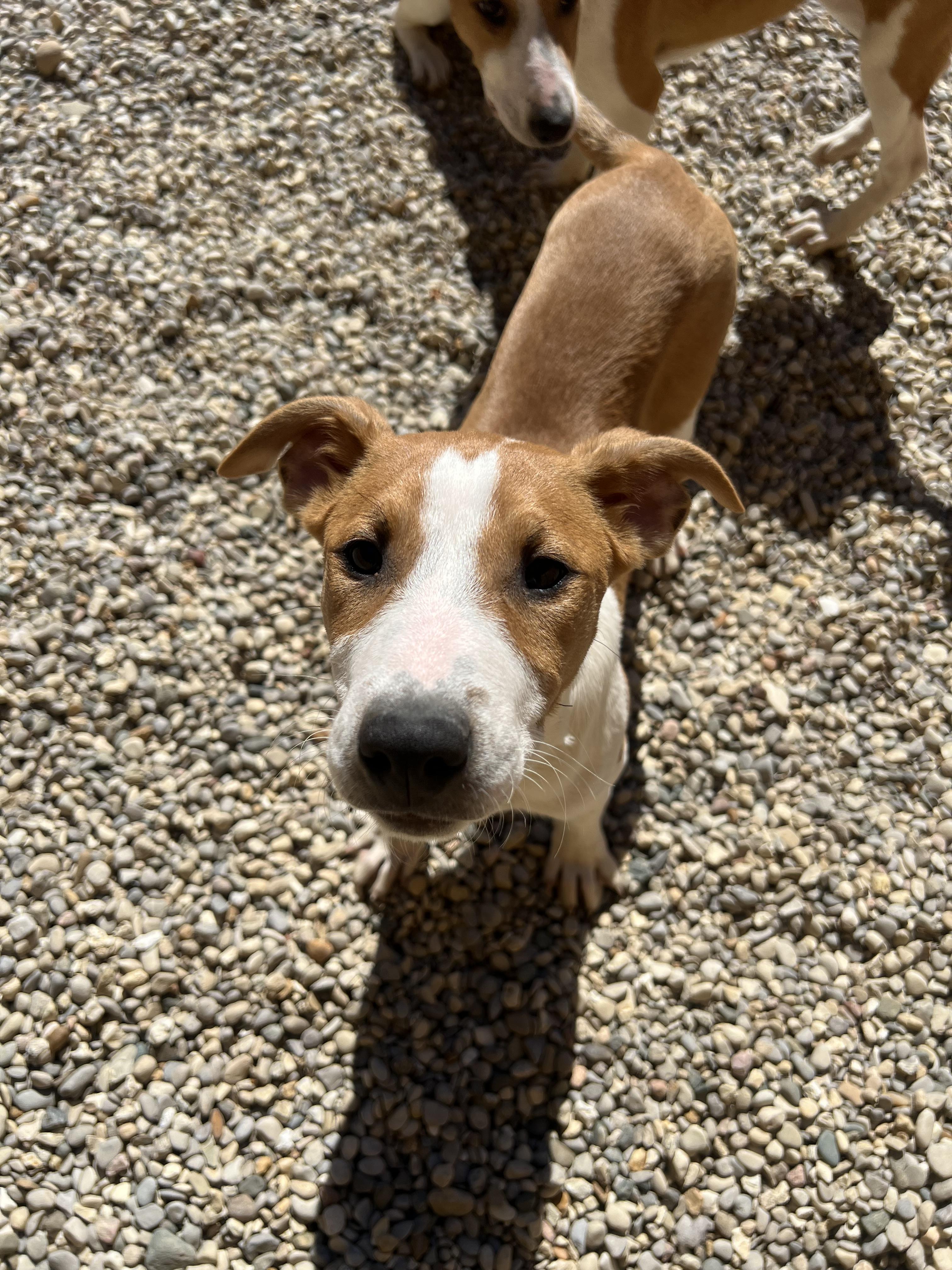 Enlarge Maggie , a ADOPTABLE mixed breed in Bellaire, MI image 4/6