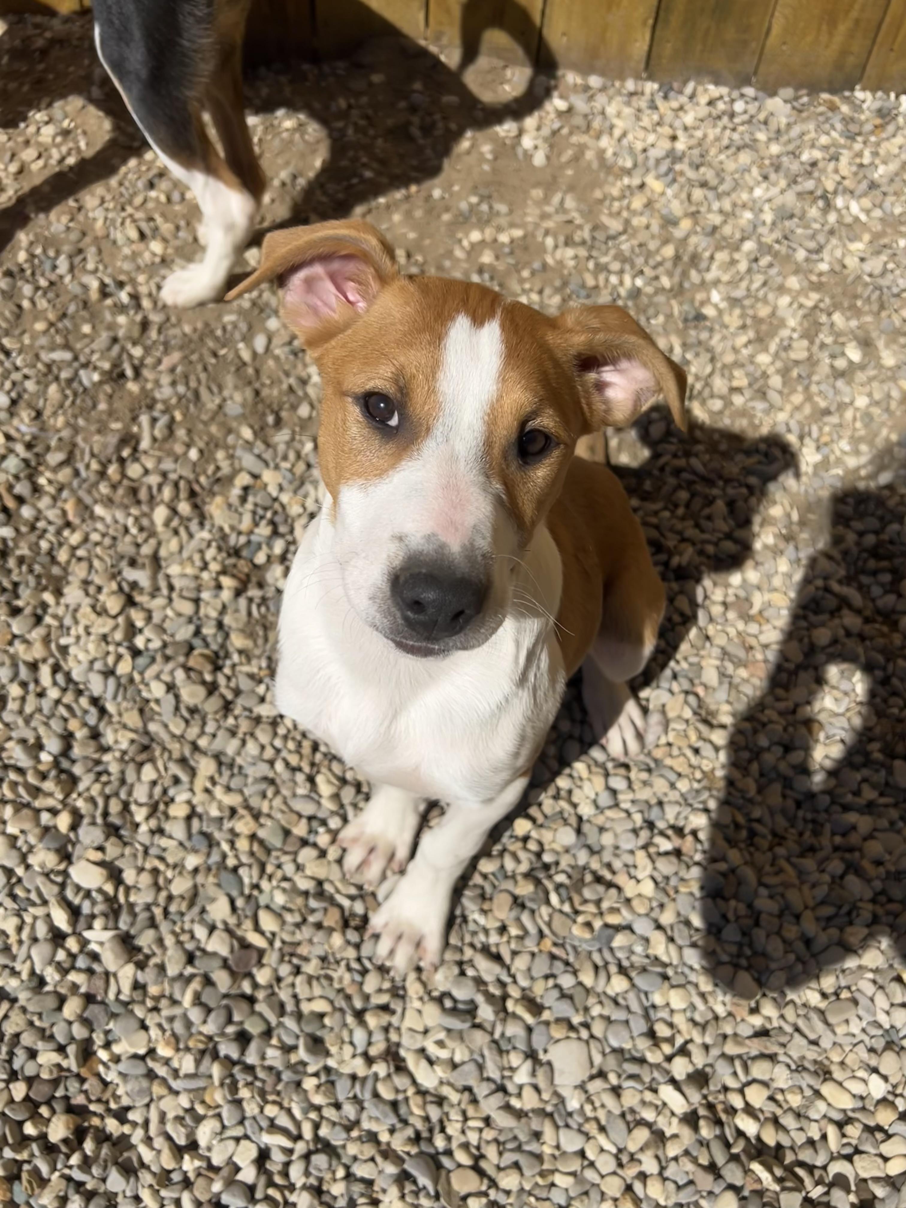 Enlarge Maggie , a ADOPTABLE mixed breed in Bellaire, MI image 5/6