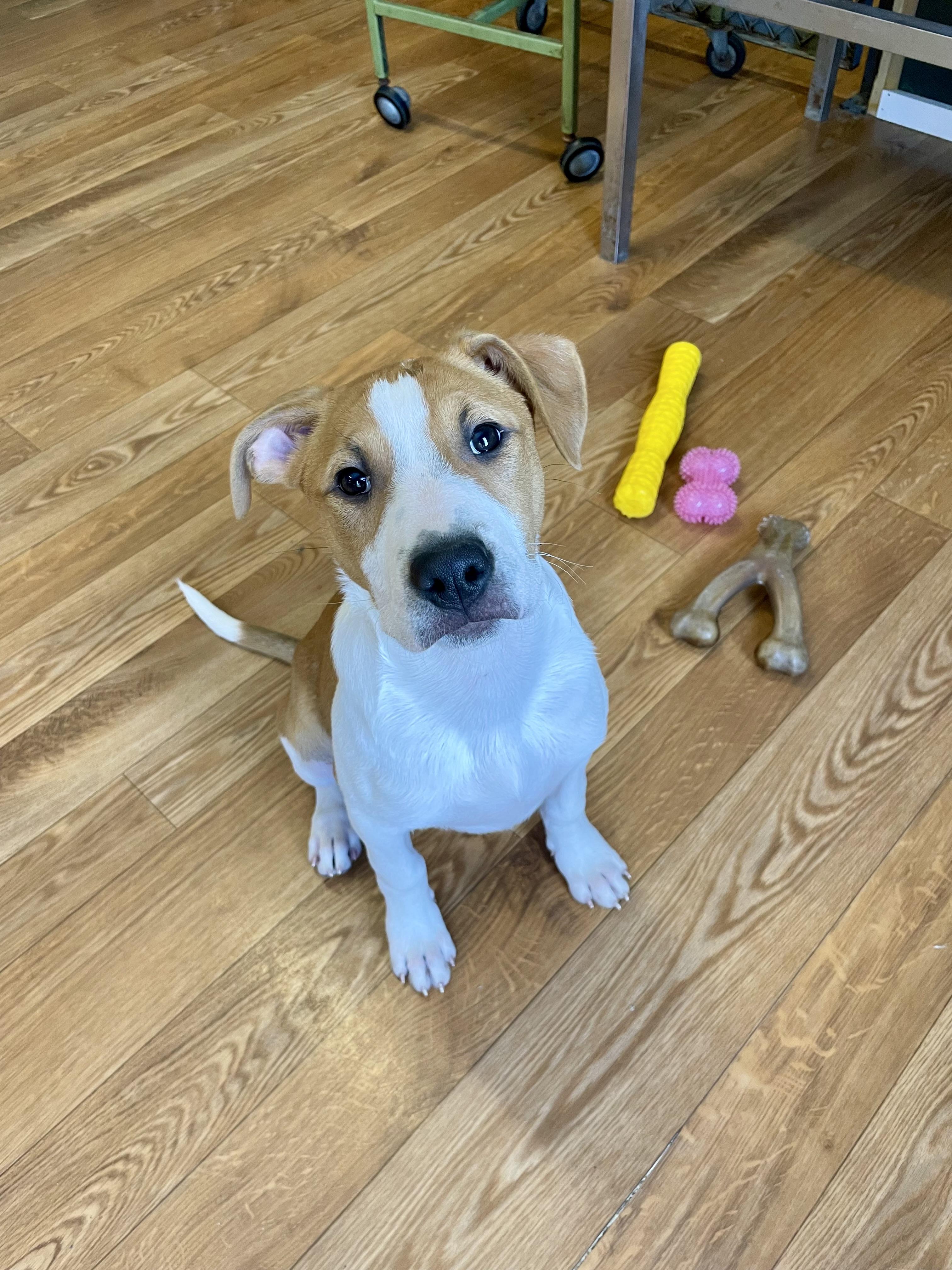 Enlarge Maggie , a ADOPTABLE mixed breed in Bellaire, MI image 2/6