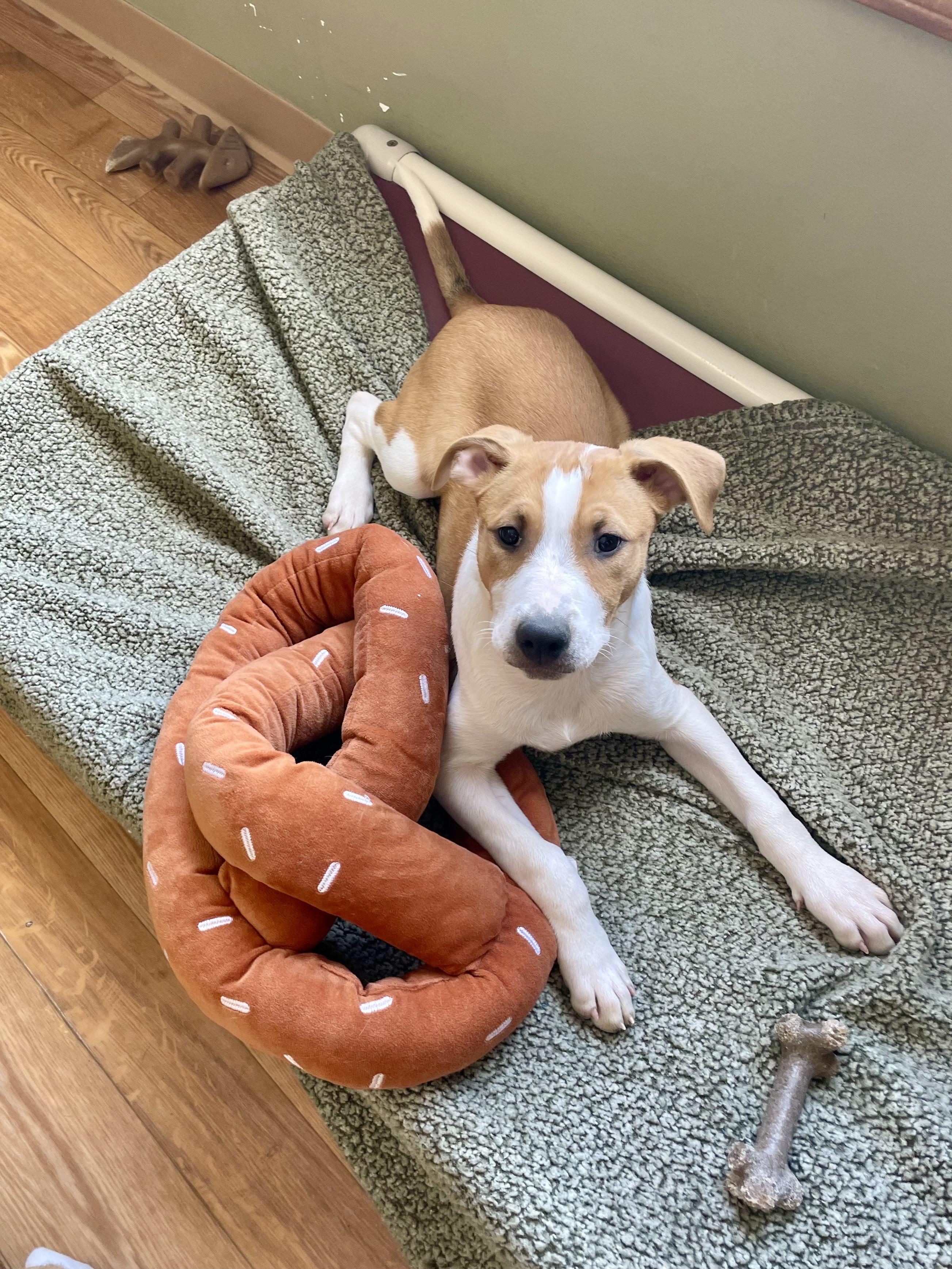 Enlarge Maggie , a ADOPTABLE mixed breed in Bellaire, MI image 6/6