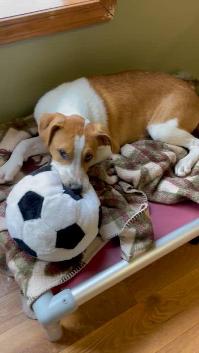Enlarge Maggie , a ADOPTABLE mixed breed in Bellaire, MI video 3/6