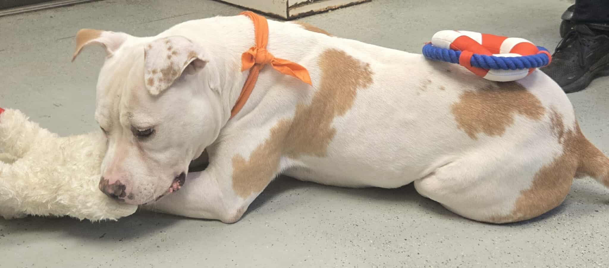 Monkey *Courtesy post. Out of town pet. See below for details*