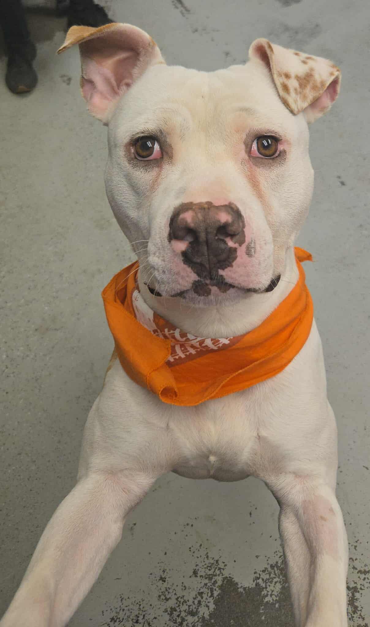 Monkey *Courtesy post. Out of town pet. See below for details*