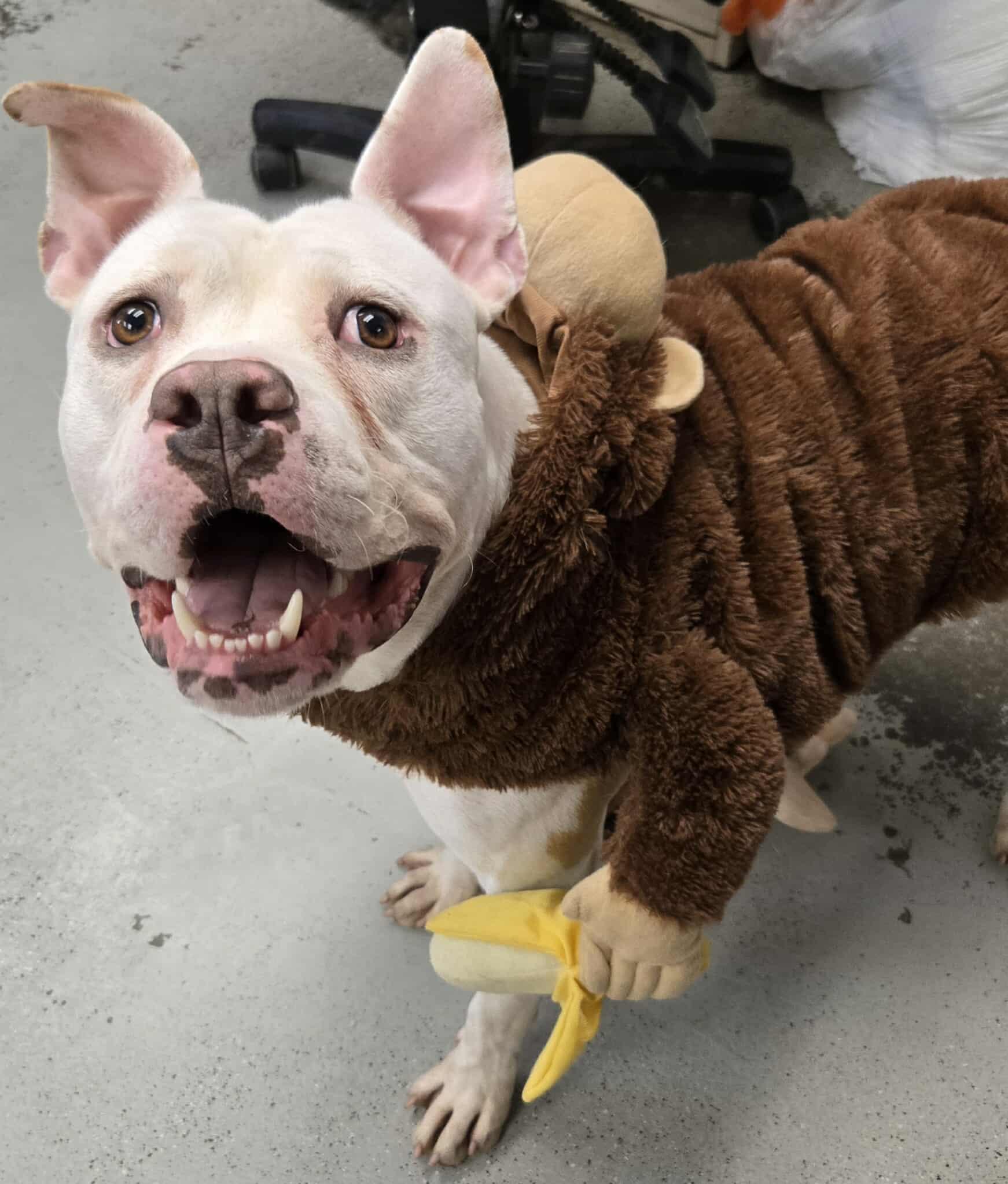 Monkey *Courtesy post. Out of town pet. See below for details*