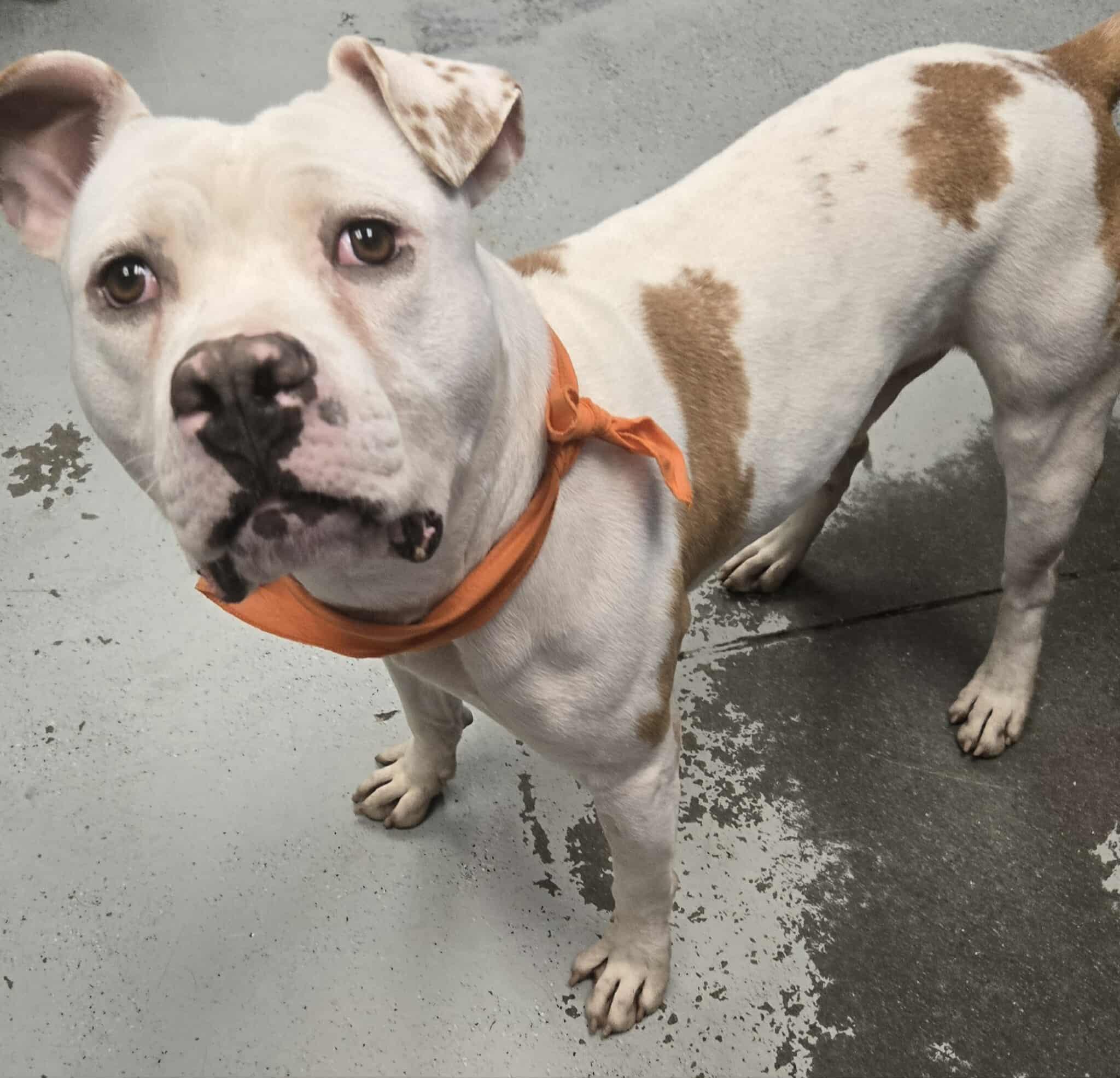 Monkey *Courtesy post. Out of town pet. See below for details*