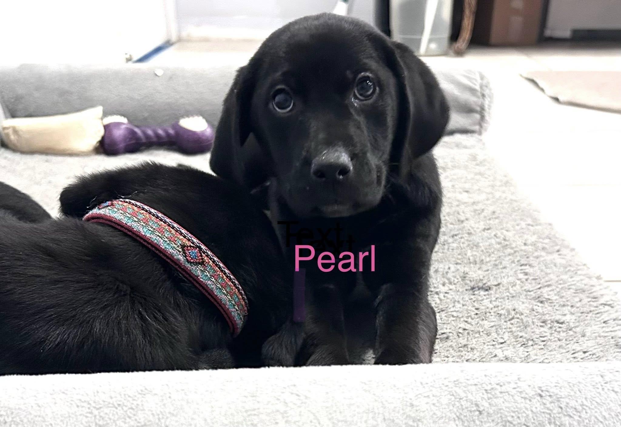 Enlarge Pearl, an adopted mixed breed in Ossining, NY image 1/1