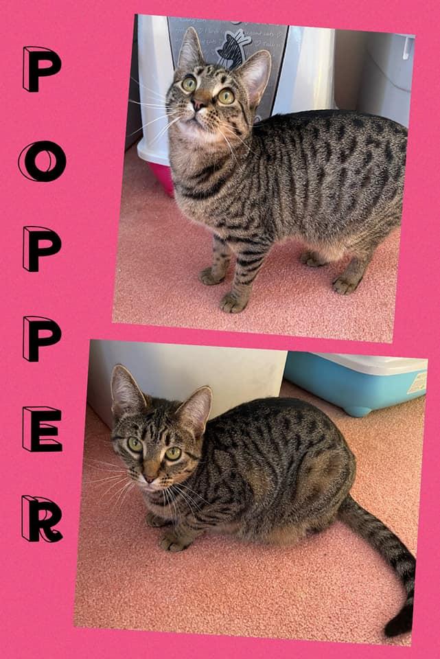 Enlarge Popper, a Adoptable Tabby in Fairmont, WV image 1/1