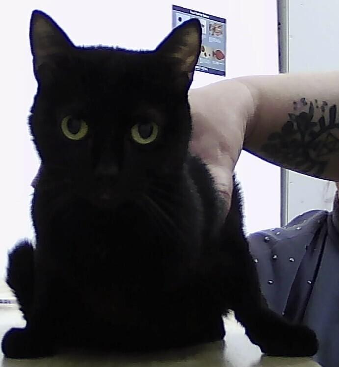 Opal (Bee), Adoptable, Adult Female Domestic Short Hair.