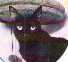 Enlarge Opal (Bee), a Adoptable Domestic Short Hair in Anoka, MN image 2/6