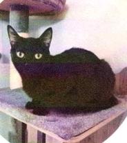 Enlarge Opal (Bee), a Adoptable Domestic Short Hair in Anoka, MN image 4/6