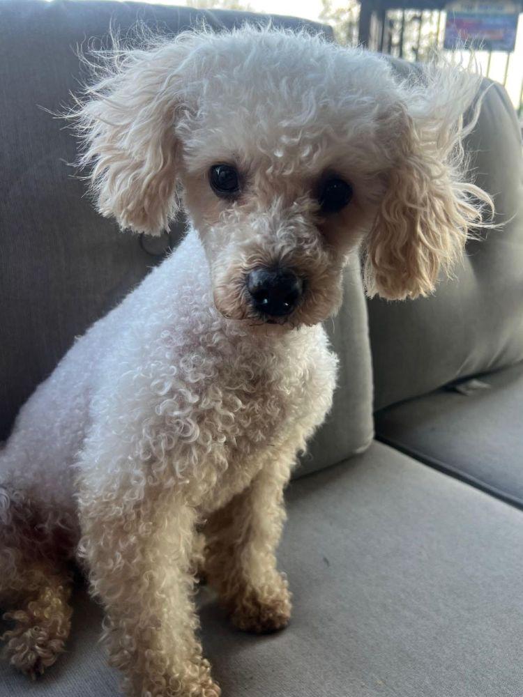 Enlarge Polly, a ADOPTABLE Miniature Poodle in Barrington, IL image 5/5