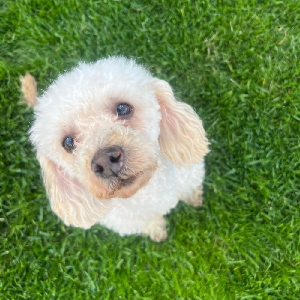 Enlarge Polly, a ADOPTABLE Miniature Poodle in Barrington, IL image 4/5