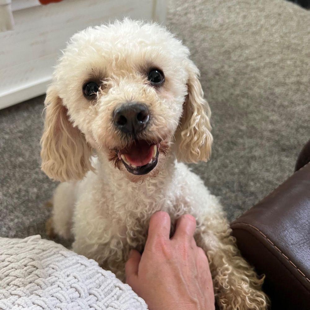 Enlarge Polly, a ADOPTABLE Miniature Poodle in Barrington, IL image 2/5