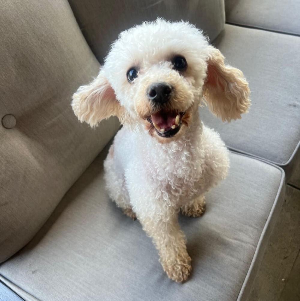 Enlarge Polly, a ADOPTABLE Miniature Poodle in Barrington, IL image 1/5