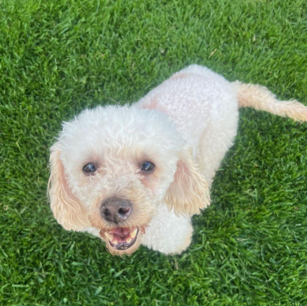 Enlarge Polly, a ADOPTABLE Miniature Poodle in Barrington, IL image 3/5