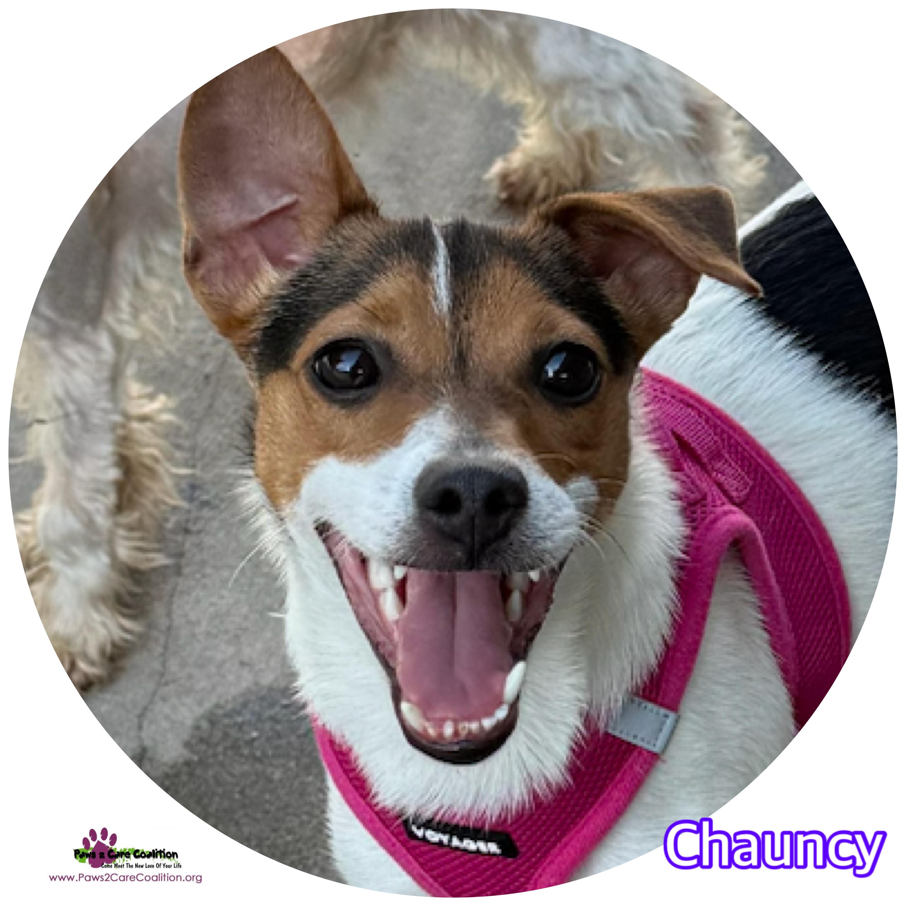 Chauncy, a Adoptable Jack Russell Terrier in Hollywood, FL image 1/3
