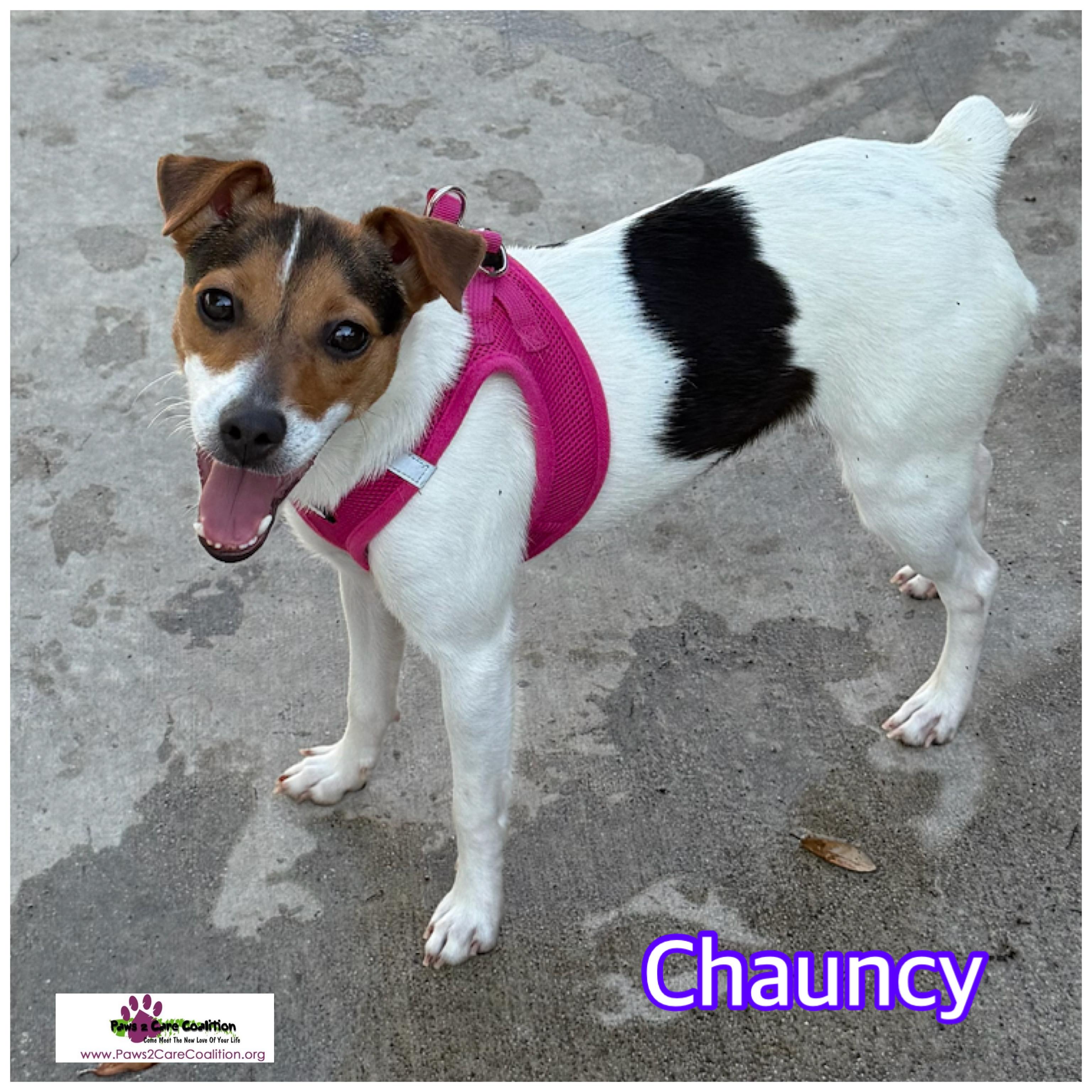 Chauncy, Adoptable, Young Female Jack Russell Terrier.