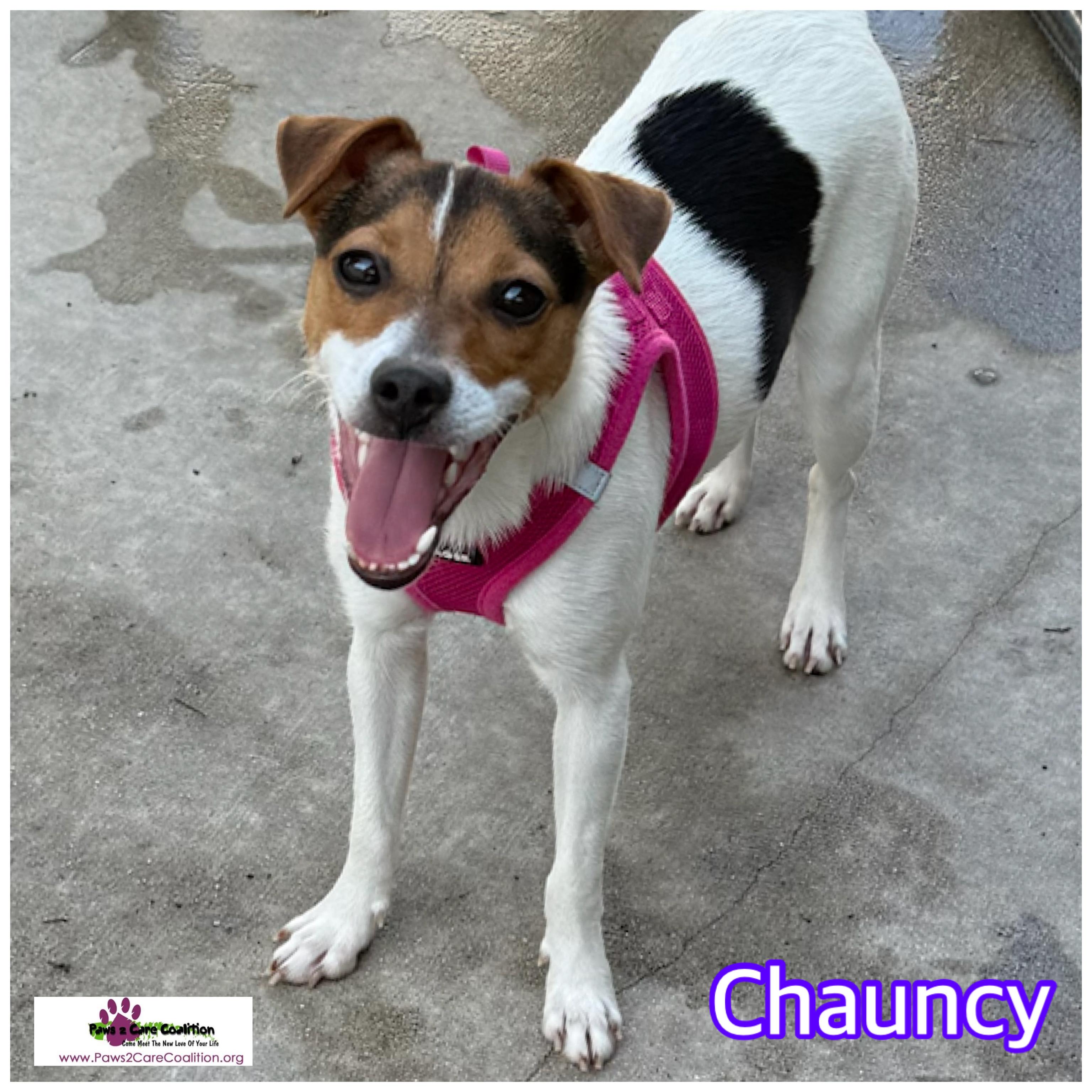 Chauncy, a Adoptable Jack Russell Terrier in Hollywood, FL image 3/3