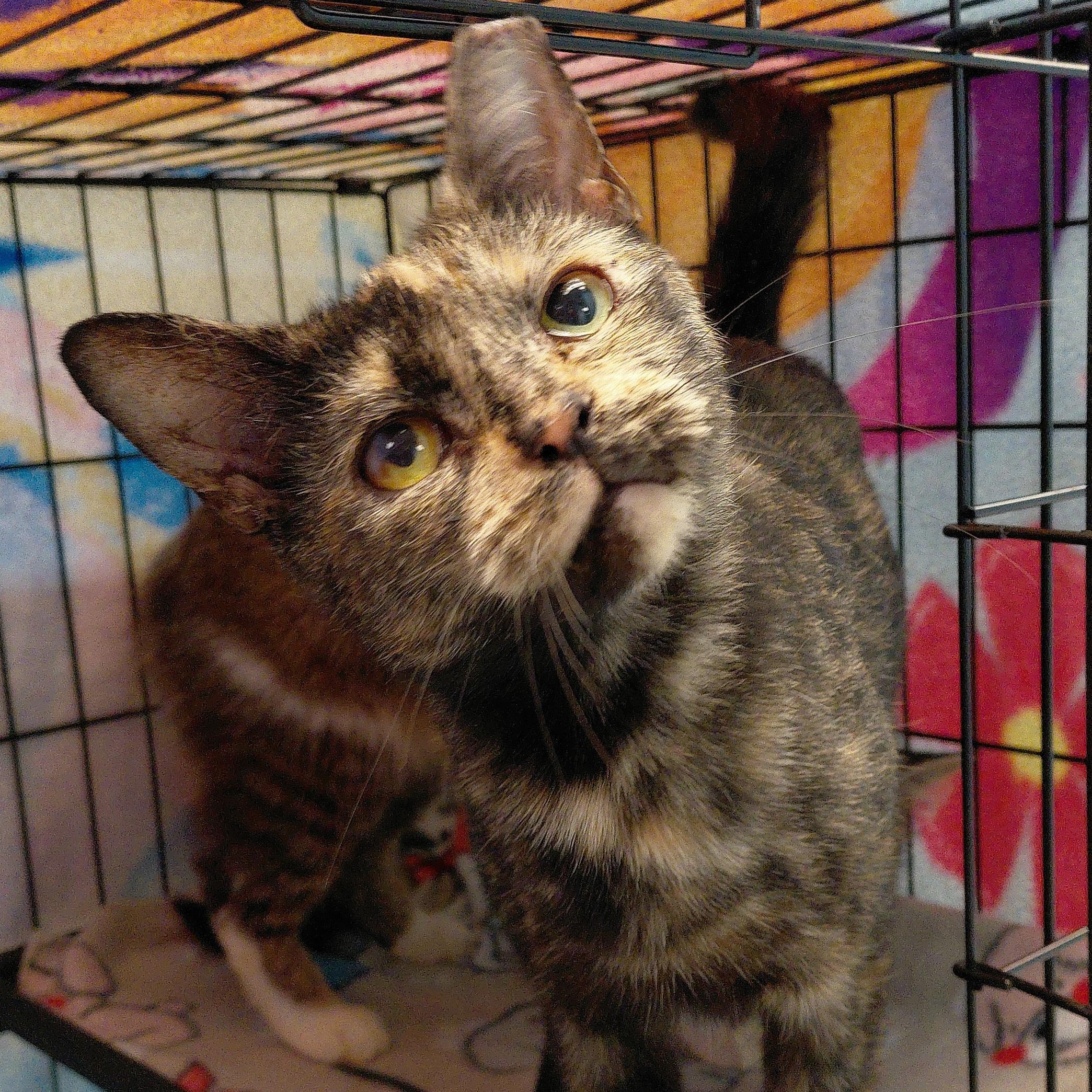 Artemis, ADOPTABLE, Adult Female Domestic Short Hair.