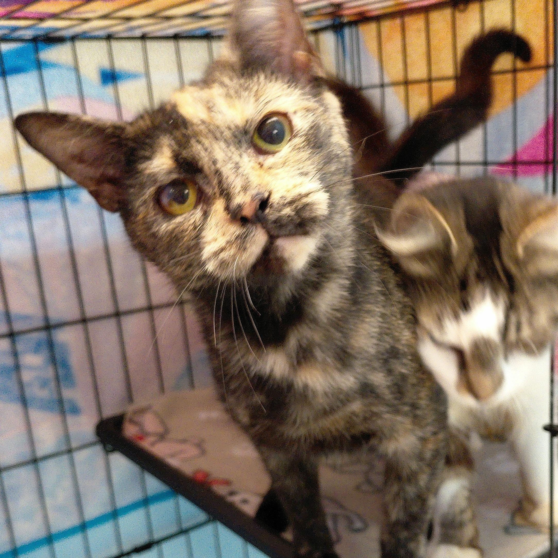 Artemis, a ADOPTABLE Domestic Short Hair in Stanley, VA image 2/3
