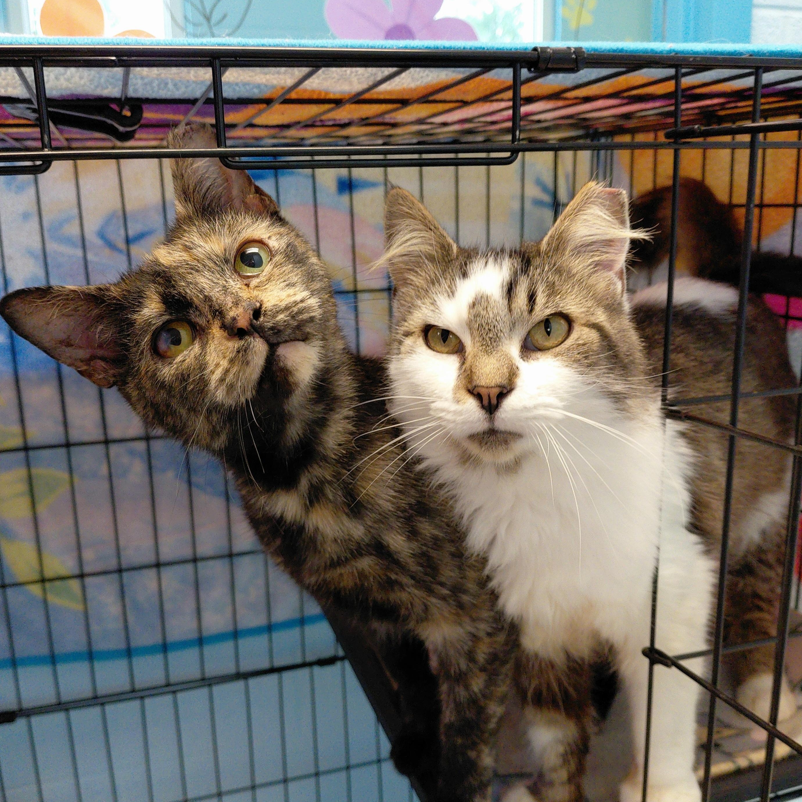 Artemis, a ADOPTABLE Domestic Short Hair in Stanley, VA image 3/3