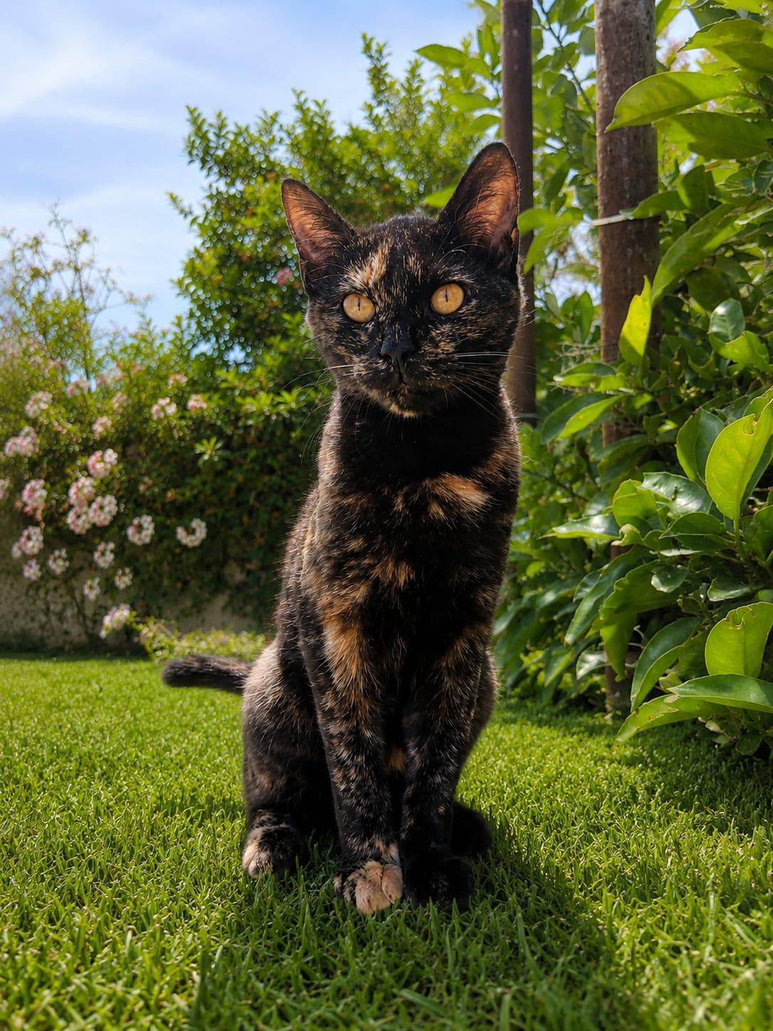 Enlarge Chary, a Adoptable Tortoiseshell in Tijuana, BCN image 1/1