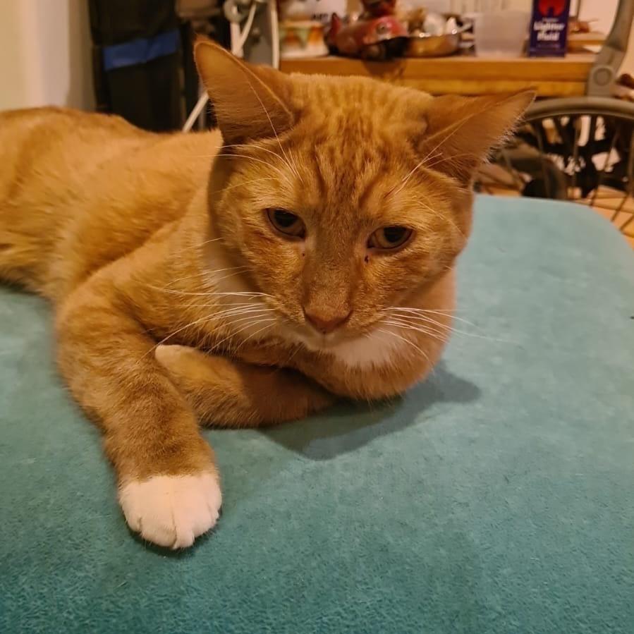 Waldorf (Bonded with Statler), Adoptable, Adult Male Domestic Short Hair.