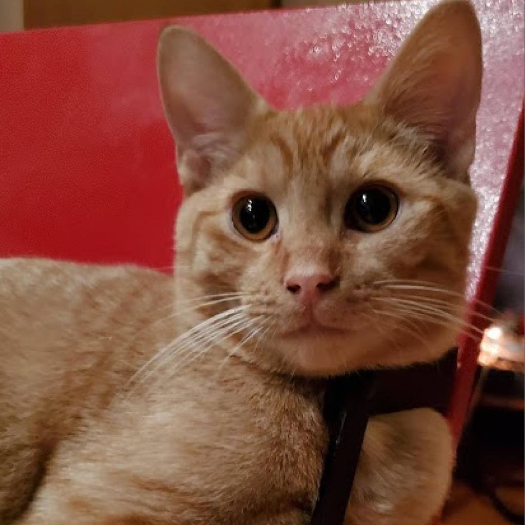 Waldorf (Bonded with Statler), a Adoptable Domestic Short Hair in Howard beach, NY image 2/6