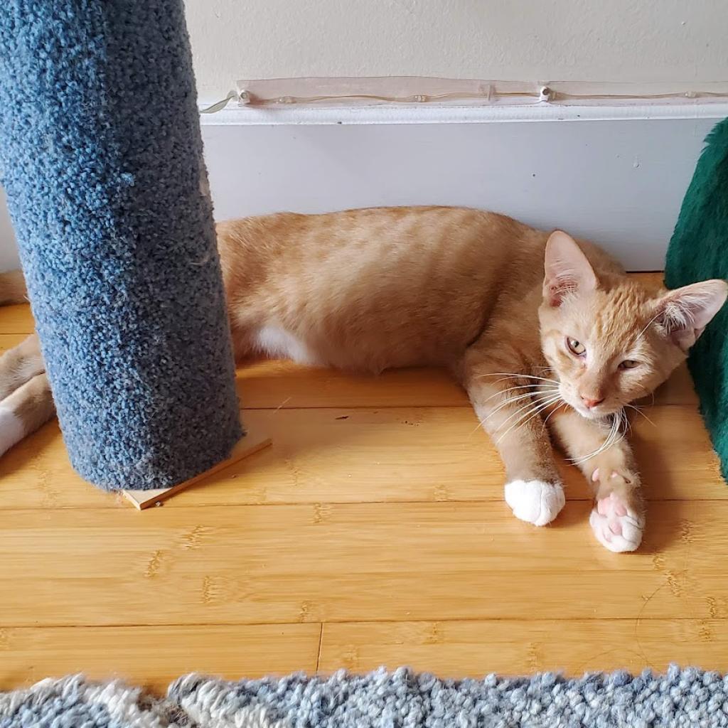 Waldorf (Bonded with Statler), a Adoptable Domestic Short Hair in Howard beach, NY image 3/6