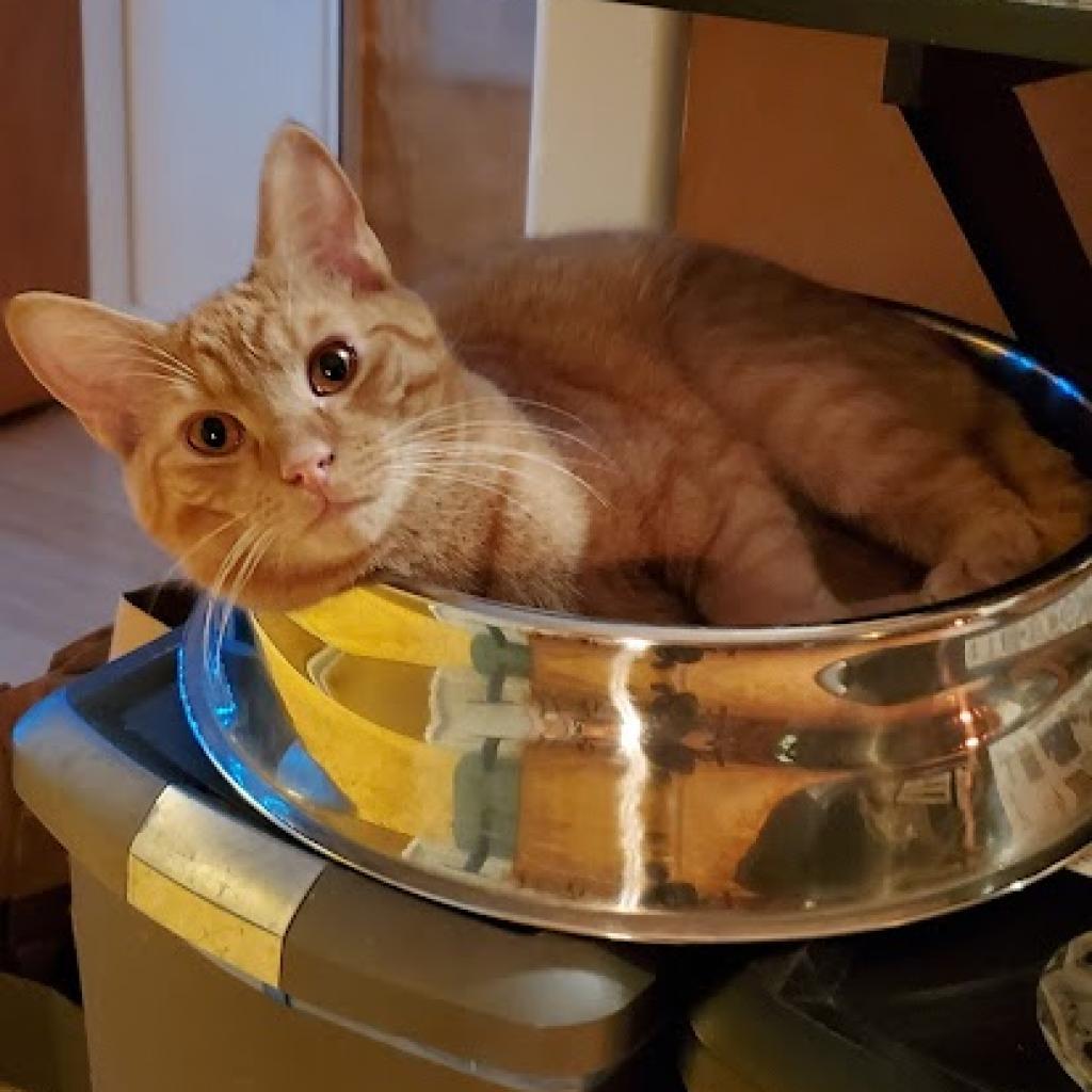 Waldorf (Bonded with Statler), a Adoptable Domestic Short Hair in Howard beach, NY image 4/6