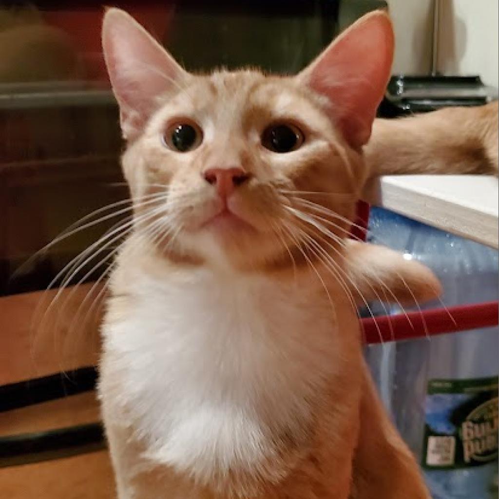 Waldorf (Bonded with Statler), a Adoptable Domestic Short Hair in Howard beach, NY image 5/6