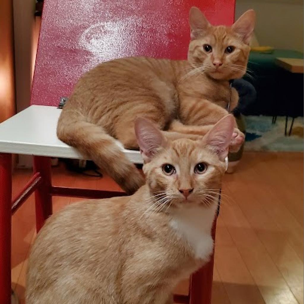 Waldorf (Bonded with Statler), a Adoptable Domestic Short Hair in Howard beach, NY image 6/6