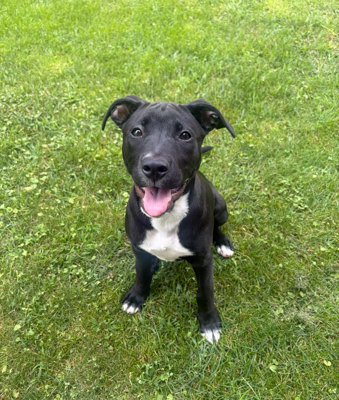 Enlarge Harmony, a Adopted Mixed Breed in Hornell, NY image 5/6