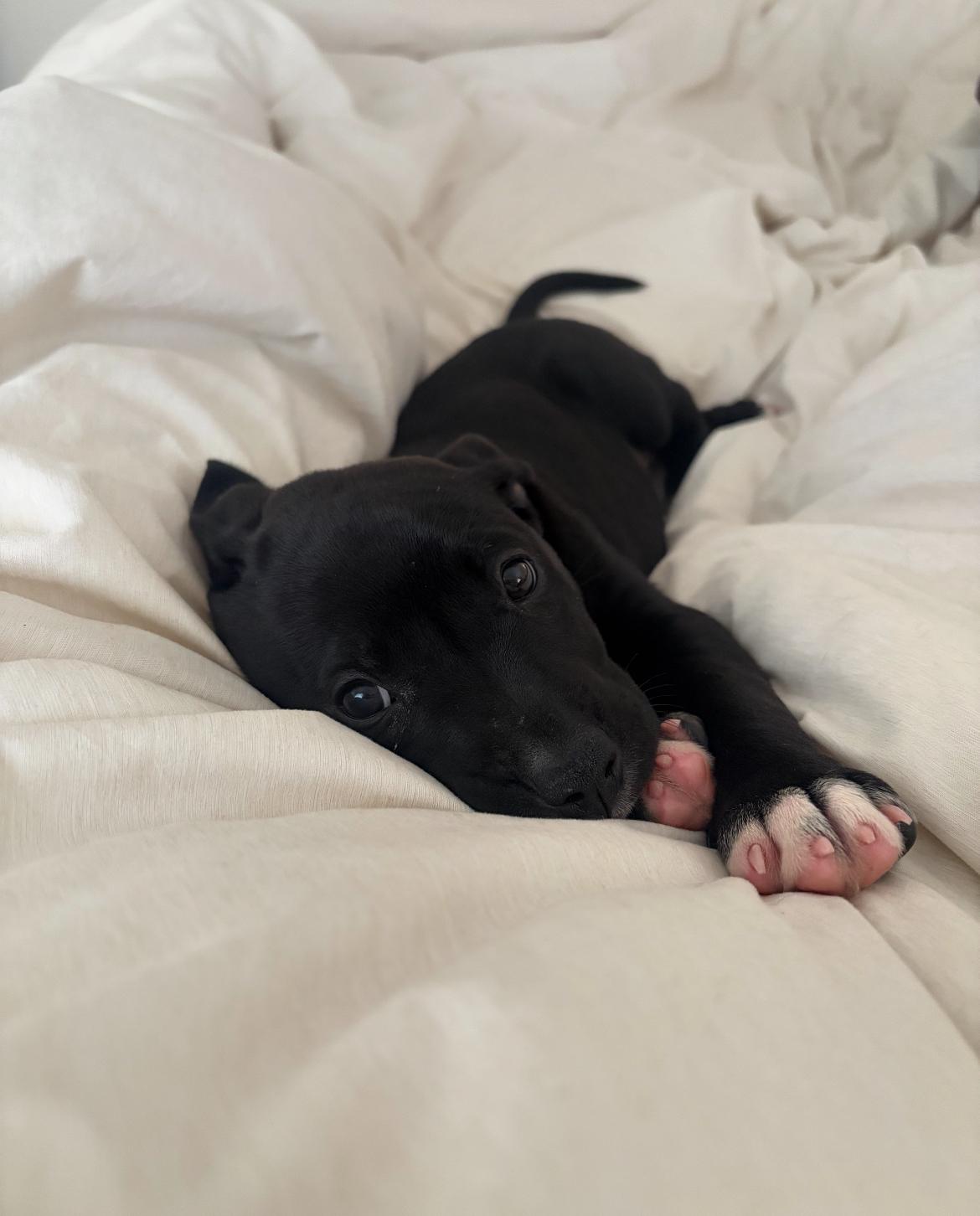 Harmony, Adopted, Puppy Female Mixed Breed.