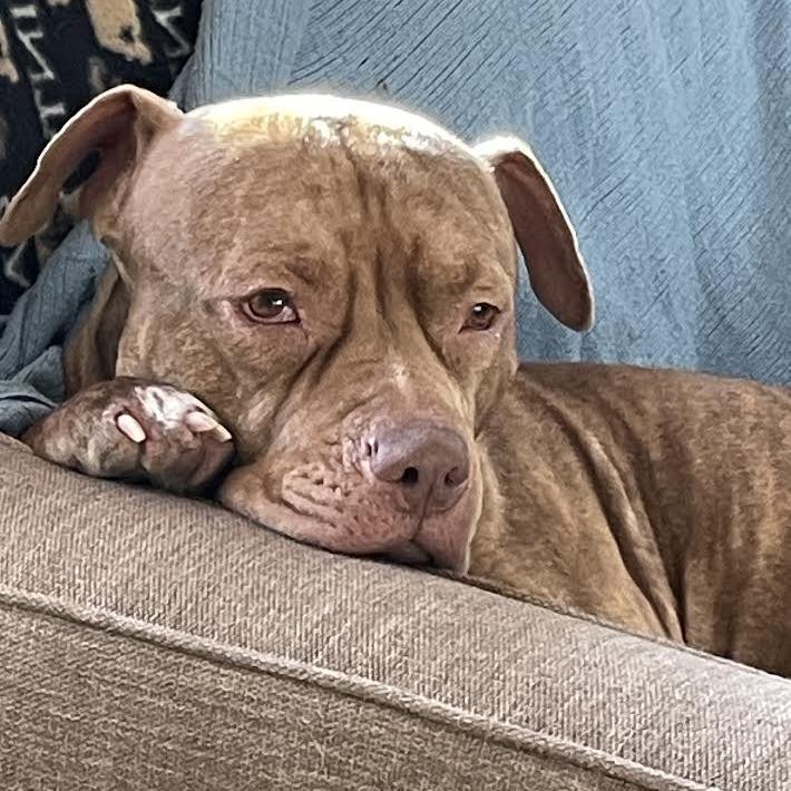 Enlarge Sheila, a Adoptable mixed breed in Oak Park, IL image 1/6