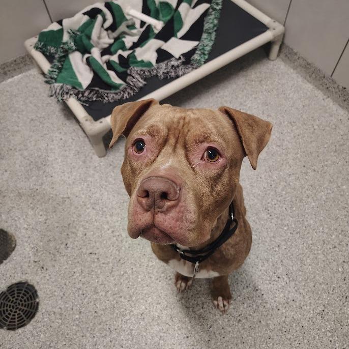 Enlarge Sheila, a Adoptable mixed breed in Oak Park, IL image 2/6