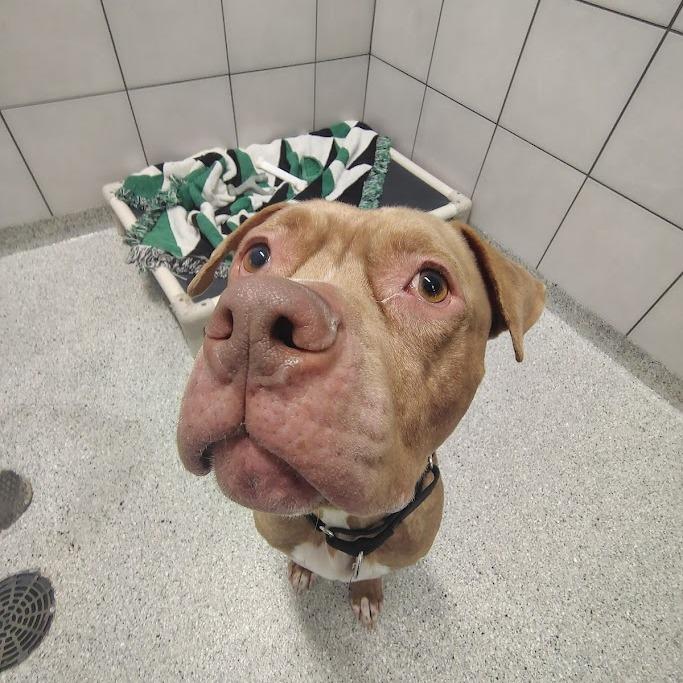 Enlarge Sheila, a Adoptable mixed breed in Oak Park, IL image 3/6