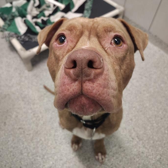 Enlarge Sheila, a Adoptable mixed breed in Oak Park, IL image 4/6