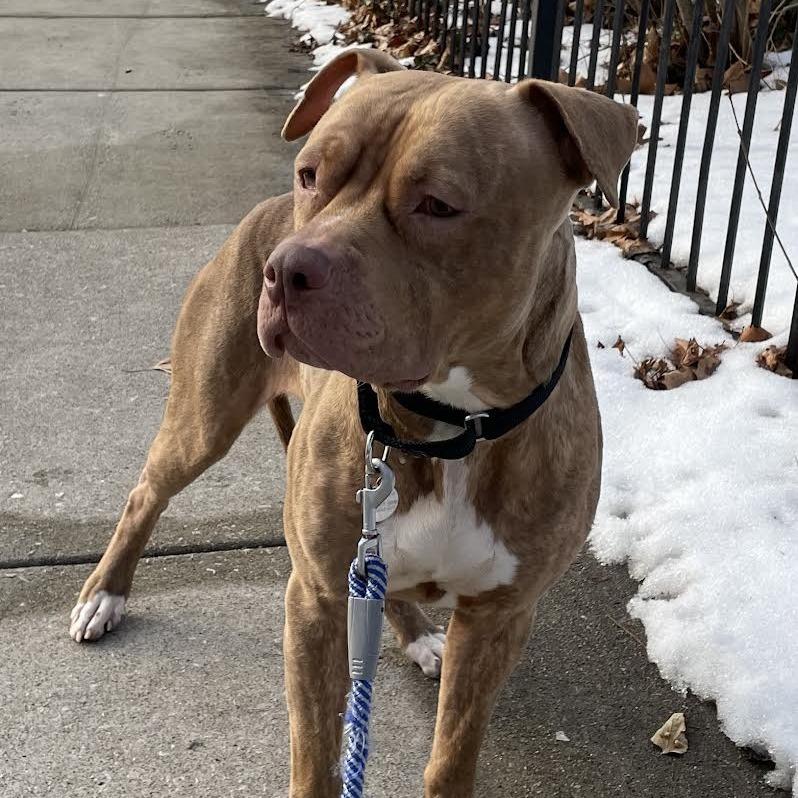Enlarge Sheila, a Adoptable mixed breed in Oak Park, IL image 5/6