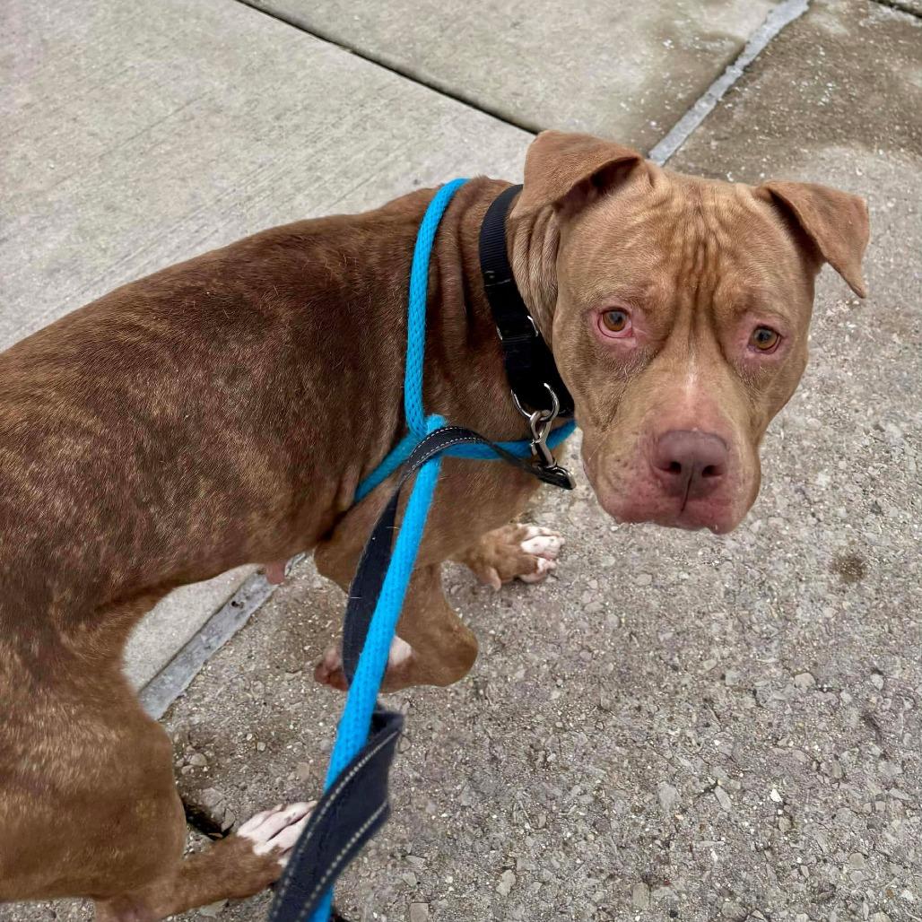 Enlarge Sheila, a Adoptable mixed breed in Oak Park, IL image 6/6