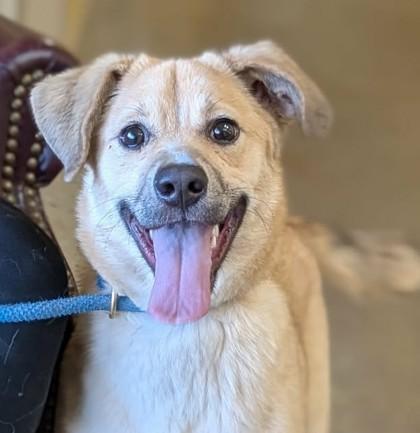 Enlarge Ivory, a Adoptable mixed breed in La Harpe, KS image 1/3