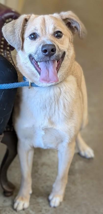 Ivory, Adoptable, Young Female Terrier & Mixed Breed.
