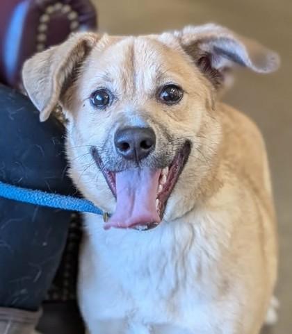 Enlarge Ivory, a Adoptable mixed breed in La Harpe, KS image 3/3