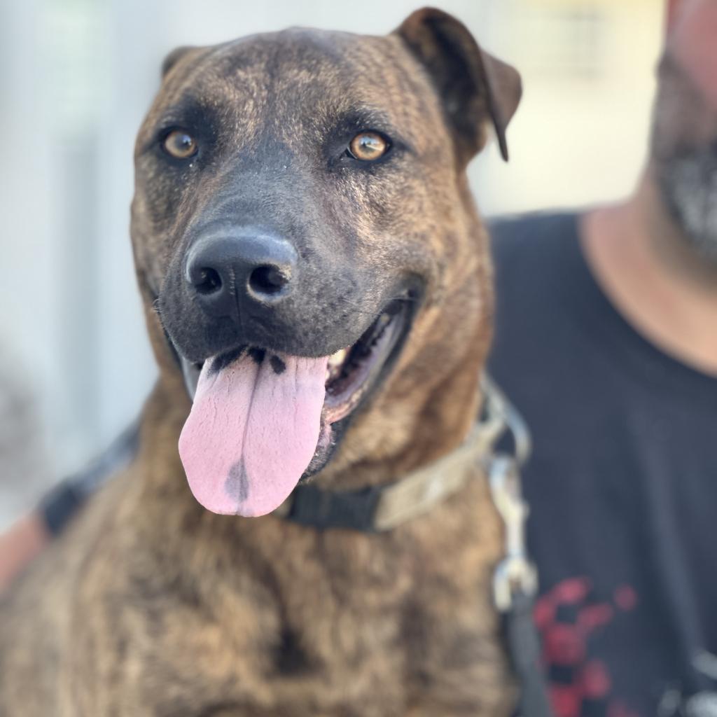 Puzzle, Adoptable, Adult Male Mastiff.
